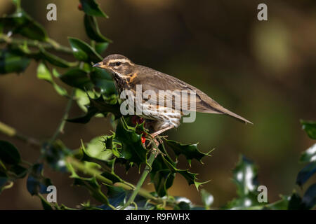 Turdus iliacus Redwing ; seul sur Holly Cornwall ; UK Banque D'Images