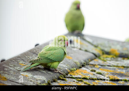 Perruche à collier anneau ; Psittacula krameri ; femelle en premier plan ; Londres UK Banque D'Images