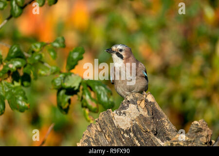 Jay Garrulus glandarius, seul journal à Cornwall, UK Banque D'Images