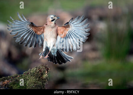 ; Jay Garrulus glandarius seul en vol Cornwall, UK Banque D'Images