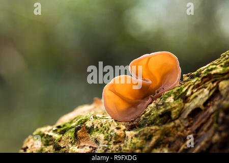L'oreille de bois ; Auricularia auricula-judae, Cornwall, UK Banque D'Images