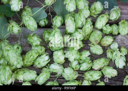 Hopfenernte Hopfenzapfen Hopfenzapfen, werden.schnittholz, Hopfen, Gewöhnlicher Hopfen, la société Hopfen, Humulus lupulus, hop, hop commun, le houblon, le Houbl Banque D'Images