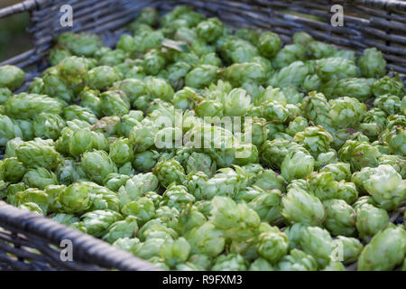 Hopfenernte Hopfenzapfen Hopfenzapfen, werden.schnittholz, Hopfen, Gewöhnlicher Hopfen, la société Hopfen, Humulus lupulus, hop, hop commun, le houblon, le Houbl Banque D'Images