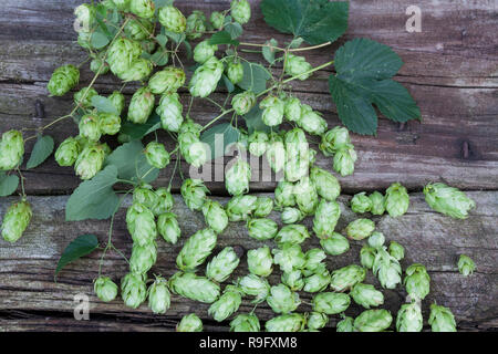 Hopfenernte Hopfenzapfen Hopfenzapfen, werden.schnittholz, Hopfen, Gewöhnlicher Hopfen, la société Hopfen, Humulus lupulus, hop, hop commun, le houblon, le Houbl Banque D'Images