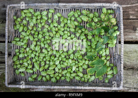 Hopfenernte Hopfenzapfen Hopfenzapfen, werden.schnittholz, Hopfen, Gewöhnlicher Hopfen, la société Hopfen, Humulus lupulus, hop, hop commun, le houblon, le Houbl Banque D'Images