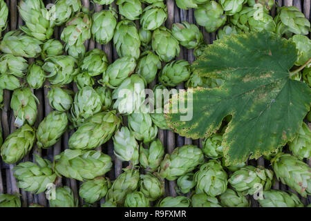 Hopfenernte Hopfenzapfen Hopfenzapfen, werden.schnittholz, Hopfen, Gewöhnlicher Hopfen, la société Hopfen, Humulus lupulus, hop, hop commun, le houblon, le Houbl Banque D'Images