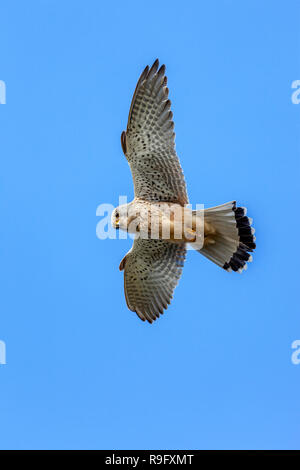 ; Kestrel Falco tinnunculus ; mâle ; planant ; UK Banque D'Images