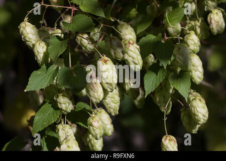 Hopfen, Hopfenzapfen, Gewöhnlicher Hopfen, la société Hopfen, Humulus lupulus, hop, hop commun, le houblon, le houblon, le houblon grimpant Banque D'Images