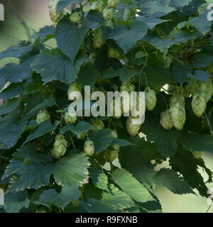 Hopfen, Hopfenzapfen, Gewöhnlicher Hopfen, la société Hopfen, Humulus lupulus, hop, hop commun, le houblon, le houblon, le houblon grimpant Banque D'Images