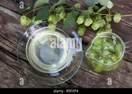 Hopfentee Hopfen-Tee, Tee, aus Hopfenzapfen, Heiltee Hopfenharz Kräutertee,,, Harz, Harze, Hopfenernte, tisane, infusion, thé. Hopfen, Gewöhnliche Banque D'Images