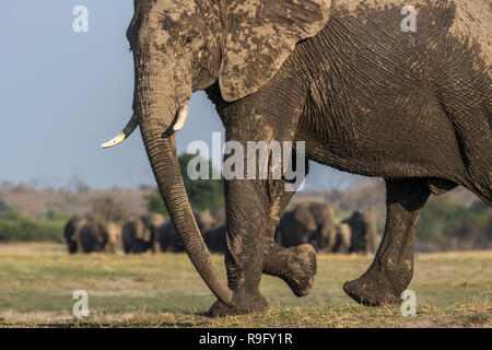 L'éléphant africain (Loxodonta africana), rivière Chobe, au Botswana, Banque D'Images