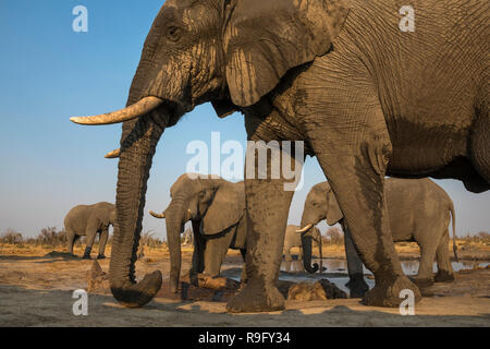 Les taureaux de l'eléphant d'Afrique (Loxodonta africana) à Waterhole, Khwai conservancy, Botswana, Banque D'Images