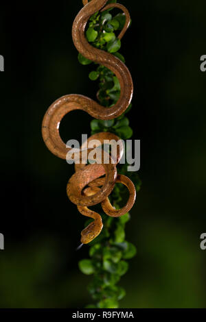 Plain-serpent tête émoussée au Costa Rica Banque D'Images