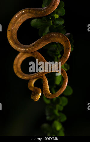 Plain-serpent tête émoussée au Costa Rica Banque D'Images