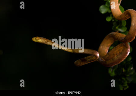 Plain-serpent tête émoussée au Costa Rica Banque D'Images