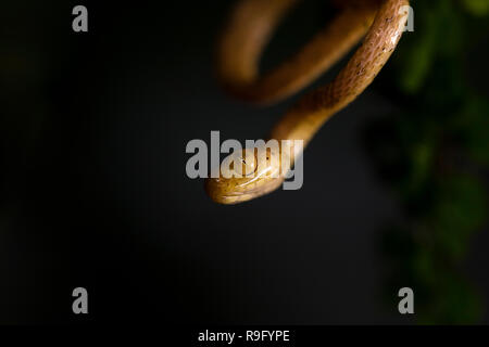 Plain-serpent tête émoussée au Costa Rica Banque D'Images