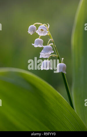 Le muguet, Convallaria majalis ; Fleur ; Grèce ; UK Banque D'Images