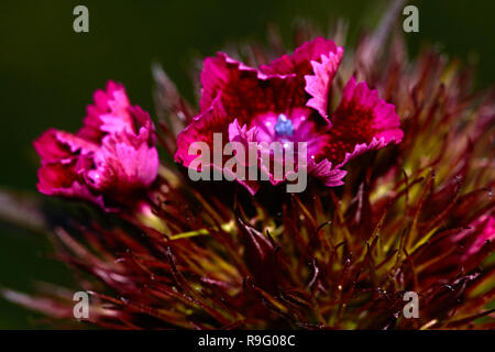 Une petite fleur rouge avec bordure blanche se dissout dans un bain turc pour sportifs. Marco, de la nature, des fleurs, de la Russie, dans la région de Moscou, Shatura Banque D'Images