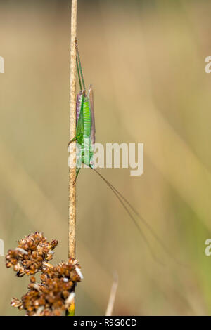 Conehead ailé long ; Conocephalus fuscus mâle seul Cornwall ; UK Banque D'Images