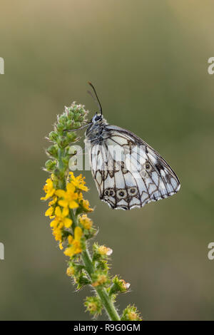 Marbré de blanc ; Melanargia galathea Cornwall, UK Banque D'Images
