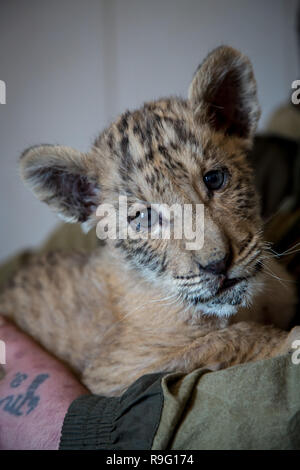 Portrait de liliger, lion et liger cub, résultat de croisements, le plus grand chat dans le monde. Banque D'Images