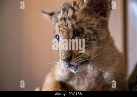 Portrait de liliger, lion et liger cub, résultat de croisements, le plus grand chat dans le monde. Banque D'Images