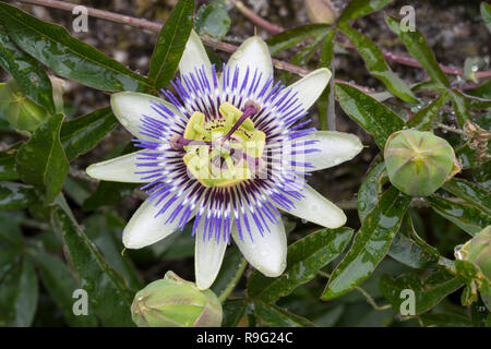 La passion des fleurs ; Îles Scilly ; UK Banque D'Images