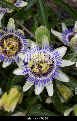 La passion des fleurs ; Îles Scilly ; UK Banque D'Images