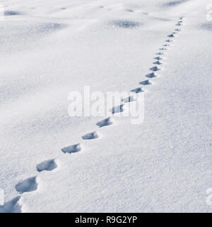 Des traces d'animaux dans la neige Banque D'Images