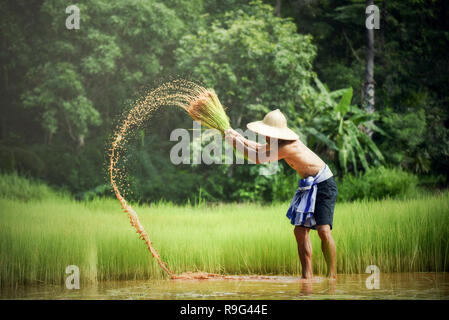Agriculteur Agriculteur homme thaï / frapper le bébé riz holding on part en champ de riz - vieil homme agriculture agriculture paysanne de planter les terres agricoles en zone verte countr Banque D'Images
