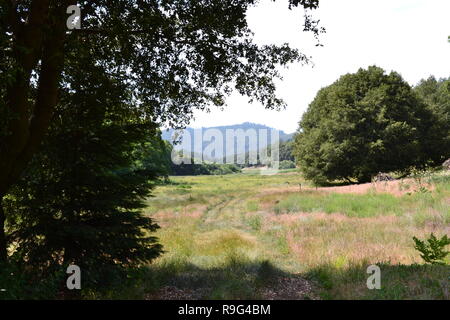 L'été dans la vallée de Doane, Palomar Mountain State Park, Californie. Doane Étangs et prairies. Grand espace pour la randonnée, le camping et l'observation de la faune Banque D'Images