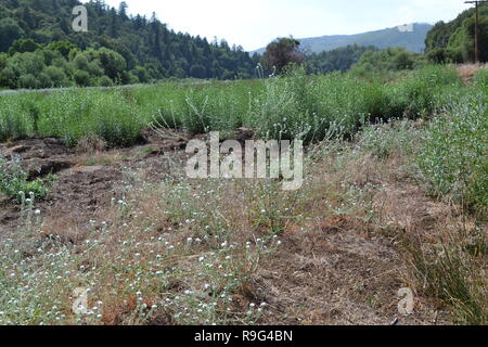 L'été dans la vallée de Doane, Palomar Mountain State Park, Californie. Doane Étangs et prairies. Grand espace pour la randonnée, le camping et l'observation de la faune Banque D'Images