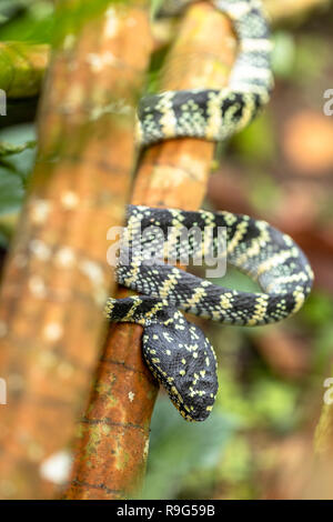 Femme Wagler's Pit Viper dans la réserve naturelle de Bukit Timah, Singapour Banque D'Images