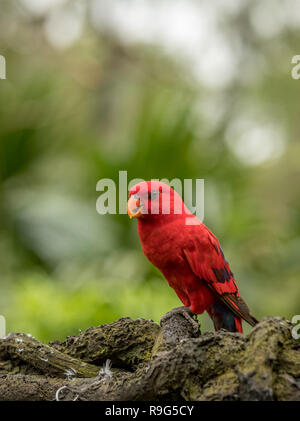 Lory, Eos bornea rouge. Portrait d'un petit perroquet coloré assis sur une branche. Banque D'Images