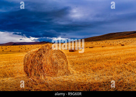 Une longue exposition Photos de balles de foin dans le champ au cours de l'automne à Hulun Buir Grasslands, Mongolie intérieure, Chine Banque D'Images