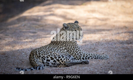 Leopard femme détendue se reposant dans son environnement naturel. Banque D'Images