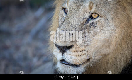 Close up portrait of male lion reposant en vertu de l'arbre. Banque D'Images