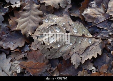 Close up de gouttes de pluie sur une feuille d'arbre de chêne sur le sol forestier Banque D'Images