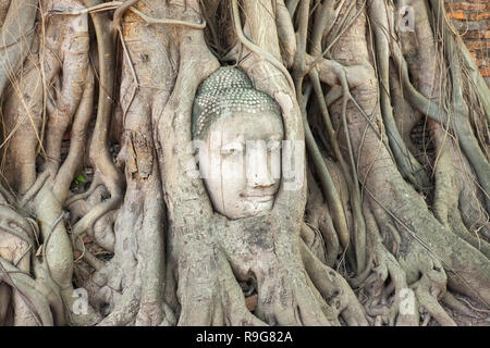 Racine de l'arbre sculpté, ruines d'Ayutthaya en Thaïlande Banque D'Images