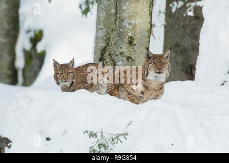 Eurasischer Luchs Familie ,Lynx lynx lynx eurasien, famille Banque D'Images