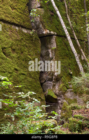 Moosbedeckte an der Mauer Führerhauptquartier Wolfsschanze, von Adolf Hitler bei Rastenburg, Masuren, Polen | Moss couverts au reste de ruines murale o Banque D'Images