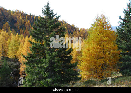 Randonnée dans la zone 'Appartement inge' avec d'impressionnants paysages d'automne, Alpes Sarntal, Tyrol du Sud, Italie Banque D'Images