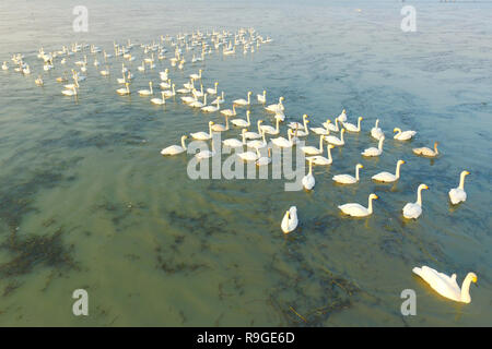 Nanjing, Nanjing, Chine. Le 24 décembre, 2018. Nanjing, Chine-cygnes se rassemblent à Shijiu Lake à Nanjing, à l'est ChinaÃ¢â€™Jiangsu Province.Le Shijiu Lake est un important habitat d'oiseaux migrateurs comme le plus grand lac naturel d'eau douce à Nanjing. Crédit : SIPA Asie/ZUMA/Alamy Fil Live News Banque D'Images