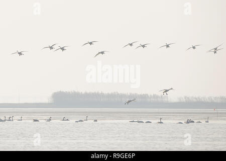 Nanjing, Nanjing, Chine. Le 24 décembre, 2018. Nanjing, Chine-cygnes se rassemblent à Shijiu Lake à Nanjing, à l'est ChinaÃ¢â€™Jiangsu Province.Le Shijiu Lake est un important habitat d'oiseaux migrateurs comme le plus grand lac naturel d'eau douce à Nanjing. Crédit : SIPA Asie/ZUMA/Alamy Fil Live News Banque D'Images