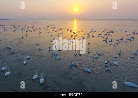 Nanjing, Nanjing, Chine. Le 24 décembre, 2018. Nanjing, Chine-cygnes se rassemblent à Shijiu Lake à Nanjing, à l'est ChinaÃ¢â€™Jiangsu Province.Le Shijiu Lake est un important habitat d'oiseaux migrateurs comme le plus grand lac naturel d'eau douce à Nanjing. Crédit : SIPA Asie/ZUMA/Alamy Fil Live News Banque D'Images