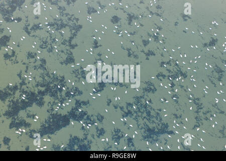 Nanjing, Nanjing, Chine. Le 24 décembre, 2018. Nanjing, Chine-cygnes se rassemblent à Shijiu Lake à Nanjing, à l'est ChinaÃ¢â€™Jiangsu Province.Le Shijiu Lake est un important habitat d'oiseaux migrateurs comme le plus grand lac naturel d'eau douce à Nanjing. Crédit : SIPA Asie/ZUMA/Alamy Fil Live News Banque D'Images