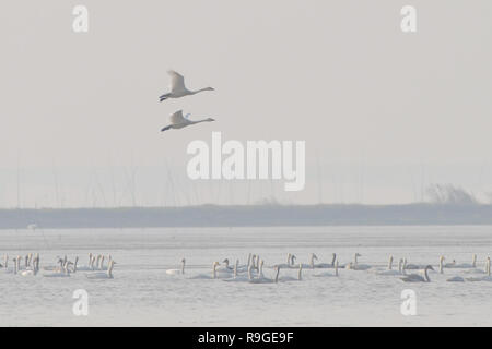 Nanjing, Nanjing, Chine. Le 24 décembre, 2018. Nanjing, Chine-cygnes se rassemblent à Shijiu Lake à Nanjing, à l'est ChinaÃ¢â€™Jiangsu Province.Le Shijiu Lake est un important habitat d'oiseaux migrateurs comme le plus grand lac naturel d'eau douce à Nanjing. Crédit : SIPA Asie/ZUMA/Alamy Fil Live News Banque D'Images