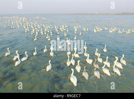 Nanjing, Nanjing, Chine. Le 24 décembre, 2018. Nanjing, Chine-cygnes se rassemblent à Shijiu Lake à Nanjing, à l'est ChinaÃ¢â€™Jiangsu Province.Le Shijiu Lake est un important habitat d'oiseaux migrateurs comme le plus grand lac naturel d'eau douce à Nanjing. Crédit : SIPA Asie/ZUMA/Alamy Fil Live News Banque D'Images