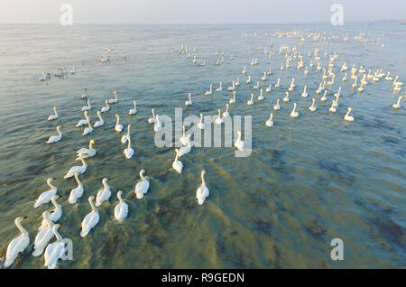 Nanjing, Nanjing, Chine. Le 24 décembre, 2018. Nanjing, Chine-cygnes se rassemblent à Shijiu Lake à Nanjing, à l'est ChinaÃ¢â€™Jiangsu Province.Le Shijiu Lake est un important habitat d'oiseaux migrateurs comme le plus grand lac naturel d'eau douce à Nanjing. Crédit : SIPA Asie/ZUMA/Alamy Fil Live News Banque D'Images