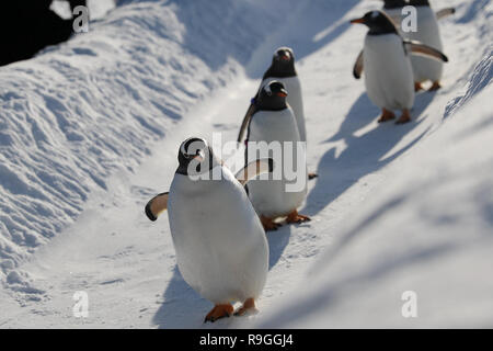 Harbin, Chine, province de Heilongjiang. Le 24 décembre, 2018. Les pingouins d'Harbin Polarland jouer en dehors de Harbin, dans la province du nord-est de la Chine, le 24 décembre 2018. Credit : Cao Jiyang/Xinhua/Alamy Live News Banque D'Images